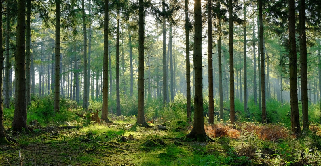gallery/37840876-forest